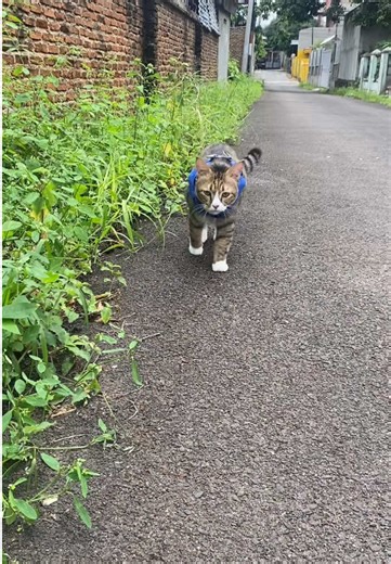 Anabul di rumah selalu cukup 🐱.Tapi yang di luar sana juga pantas dapet rasa yang sama 🐾 Satu bungkus Me-O, satu Me-Oment berarti. Yuk, sempatkan berbagi hari ini ✨ Share The Me-Oment bersama kucing kalian juga ya 🤍 jangan lupa Tag & mention ke @Me-O Indonesia #sharethemeoment #1hari1moment #adakucingadameo #kucing #fypシ