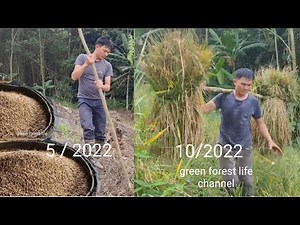 A life of rice. From planting to harvesting. (whole process in this video). Green forest life.