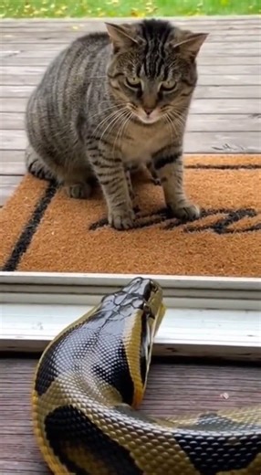 Mom Cat Saves Kitten From Anaconda - Unbelievable Fight!