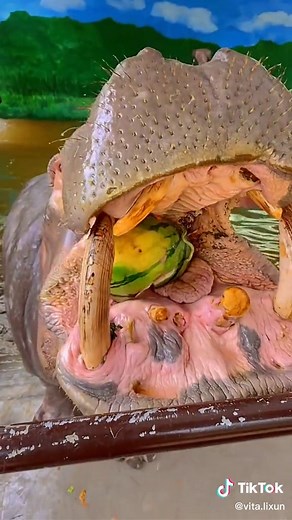 Hungry Hippo Eats Watermelon - Animal Eating Video