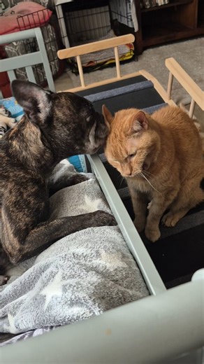 Lola showing the 17 year-old Frodo some love 🧡 | Homer's Pug House