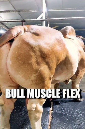 Muscular Bull flex its muscles