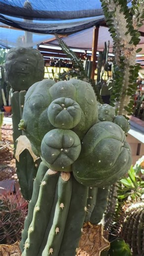 78 reactions · 6 comments | A graft I made… about a year ago… and I love it! #cactusjeff | Jeff Hanson | Facebook