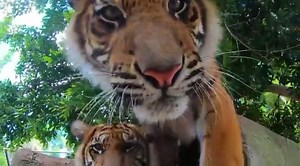 42K views · 4.2K reactions | Wishing a very happy first birthday to our three tiger cubs, Sage, Sally and Malcolm. They have been having the best time rolling around in green grass and going for swims. We sure love our tigers and are proud to be supporting the conservation of Sumatran tigers in the wild!李 | Australia Zoo | Facebook