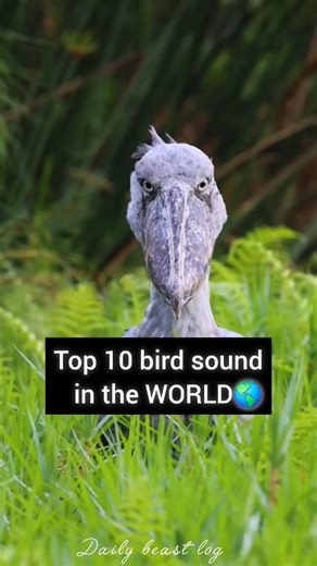 10 bird sound in the WORLD 🌎 #documentary