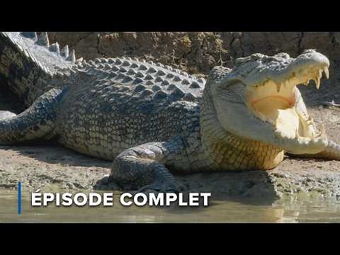 La hiérarchie féroce de domination des crocodiles | Secrets sauvages d'Australie 103