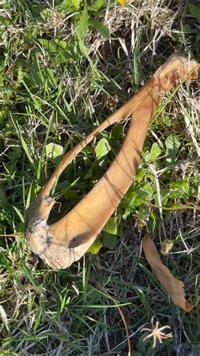 And, today they found a beaver carcass and got to vomit up beaver sludge 🤮 | Obie Dog's Journey