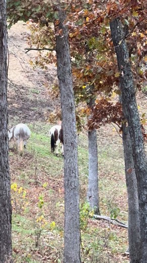 And out of the gloomy, foggy, rainy morning emerges Moki and his family foraging along the hillside and on the move! It’s been cold and damp here the last few days and that winter feeling is starting to set in. We are getting into what we call “Missouri mud season” with the winter cold and moisture and limited sunlight not allowing anything to dry up or dry out. It’s never a pretty sight during mud season but we make do. Anyone who has animals outdoors understands the struggles of caring for the