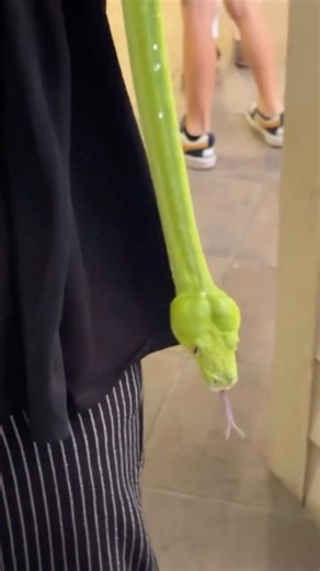 Kym Clark on Instagram: "This was such a special moment! This was my first time seeing and holding a green tree python! It was the first time and could possibly also be the last time as well, because most green tree pythons do not like to be held. This video was taken at Green Cay’s annual Wildlife Celebration. Snake credits to South Florida Herpetological Society; they provided me with the rare opportunity to hold this green tree python as well as a pine snake and an indigo snake. Green tree py