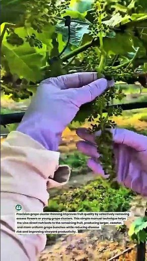 Precision Grape Cluster Thinning for Higher-Quality Harvests #Viticulture #GrapeFarming #agriculture