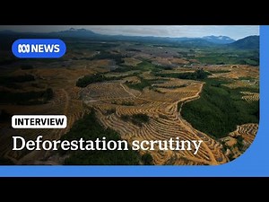 Indonesians blame deforestation for devastating floods | The World | ABC NEWS