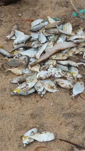 இன்னைக்கு என்ன மீன்கள்#viral #trending #youtubeshorts #fish #cooking #tamil #best