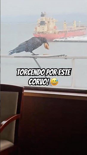 Interesting facts about crows: they are considered one of the most intelligent animals in the wor...