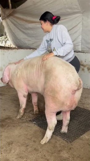 From Small Farm to Big Profit | Pig Farming Journey #PigFarming #SuccessStory #FarmLife