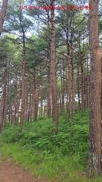 기가막힌 서울보증 속초수련원 산책로 #속초여행#서울보증연수원#산책로
