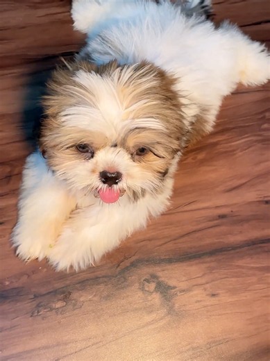 Dono Nikale Dramebaz | Mini Vlog with Shih Tzu Dog