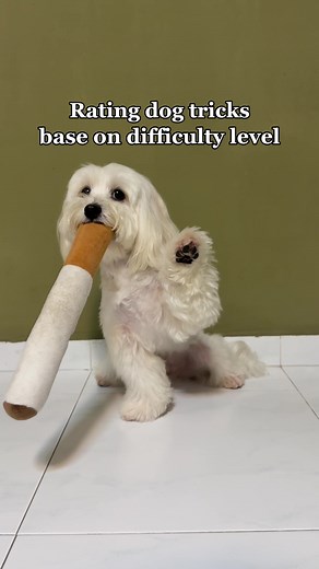 Effective Dog Training Tips for Maltipoos