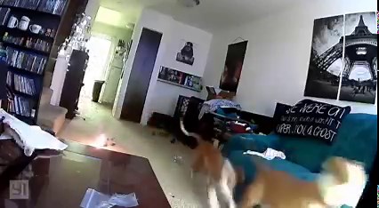 A dog was playing with a toy when suddenly the battery punctured and exploded, catching the floor on fire. Eventually, the fire put itself out but left a huge burn mark on the carpet. No dogs were harmed in the accident, but should serve as a warning for dog owners. www.trainyourprobie.com | Train Your Probie