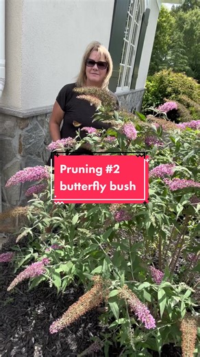 Pruning the butterfly bush: prune in early spring. #butterflybush #pruning101 #easternshoremaryland