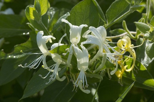 Bouturer le chèvrefeuille grimpant : Guide facile et efficace