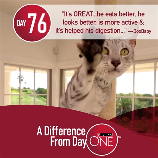 See visible differences in your pet, inside and out with Purina ONE. | Petco