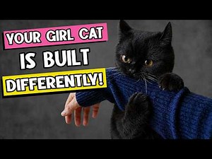 Why Female Cats are NOT Like Males: 9 Things You Must Know 🐈