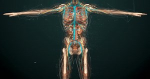 Human anatomy in augmented reality. Model displays whole structure and individual organs, bones and muscles