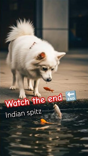 Indian spitz dog fight with fishing 🎣#viral #pets #trending #cute #funny #spitz #youtubeshorts #dog