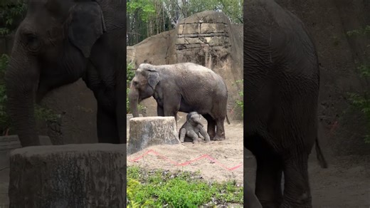 Little elephant discovers new terrain with cautious steps