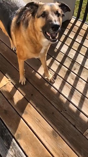 Not a fan! #brush #django | Django Smiles