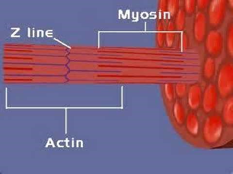 Muscular System, Sliding Filament Theory (1)