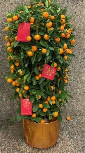 農曆新年桔