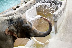 Michael Jackson’s Former Elephant Escapes Containment In Florida Zoo