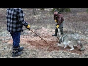 Wolf Release 5
