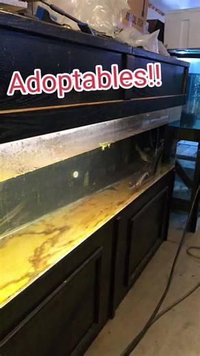 all are ready to go and pick up in strongsville #fish #aquarium #rescue #adoption #fyp #foryou