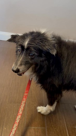 We are at Pepe Le Pew’s annual vet visit. He is so old. Poor Pepe. But he is psycho as always. He still tried to bite but can’t. | Tess Martin | Facebook