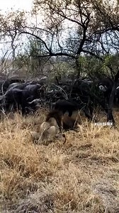 1.1M views · 8.8K reactions | lion vs buffalo | Alley Way | Facebook