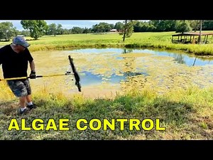 How To Remove Pond Algae Naturally - Top Tips For A Clean & Healthy Pond