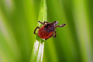 How to remove ticks and what to know about these bloodsuckers