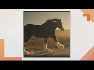 Clydesdales in new Anheuser-Busch ad