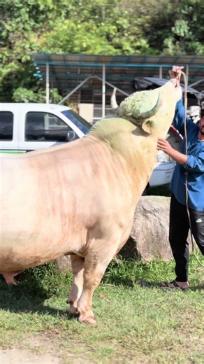 player 1tan #ternakandinputih #brothersfarm #penternakselangor #lembusadomalaysia #jiwaternak🐮