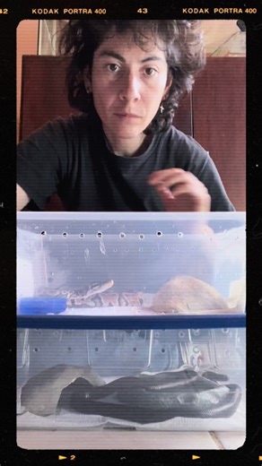 Serpiente 🐍 Rey 👑 Negra Mexicana (Lampropeltis Getula Nigrita) y Piton Bola ( Python Regius) #snakes #piton #serpientes #viral #mascotastiktok