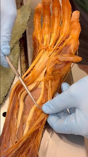 Did you know your thumb muscle is in your forearm? 👀🤯