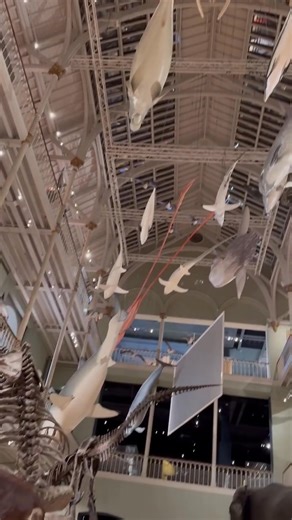 The calm (the National Museum of Scotland) before the storm (doors opening at 10am) 😍 The Natural World gallery is full of hundreds of fascinating animals, lots of big questions, and is guarded by a big ol’ T-rex. See you, having a lovely time, there. | National Museums Scotland