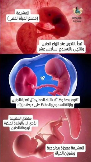 المشيمة ( مصنع الحياة الخفي )