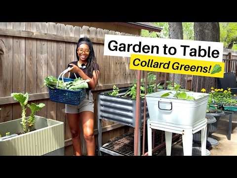 Harvesting & Cooking Collard Greens🥬 (Full Process) | Garden to Table