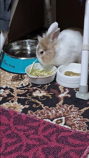 うさぎの朝ごはんの美しい動画!🐰A beautiful video of Bunny breakfast!🐇 #bunny #rabbit #cute #viralvideo #かわいい #可愛い