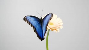 Slow motion of blue morpho butterfly