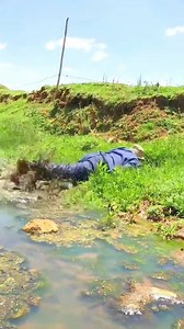 38K views · 1.2K reactions | Gadheen si nyaatte shawuyyee藍藍 | Roba Tolasa | Facebook