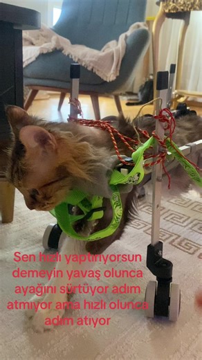 meryemslc🇹🇷 (@meryem_slc) adlı kullanıcının nhạc nền - 𝐇𝐨𝐚𝐧𝐠.𝐒𝐨𝐜𝐜 🐿️ ile oluşturduğu videoları